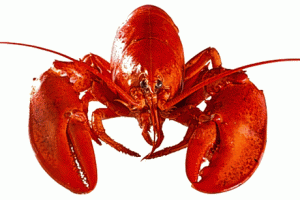 lobster